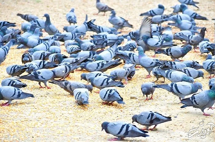 میلیاردر شدن کبوترهای شهر راجستان کبوترهای میلیونر